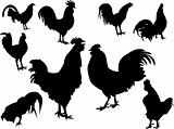 roosters silhouettes