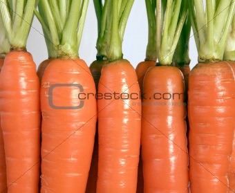 Many carrots with green leaves
