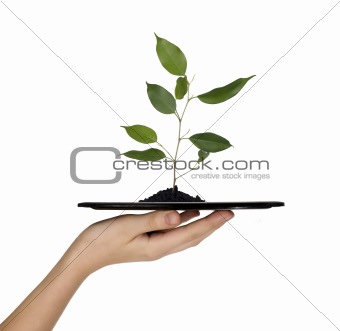 Man is holding tray with tree