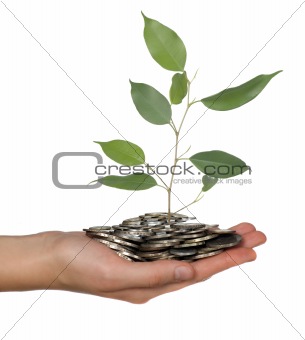 Coins in hand and branch of tree
