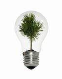 Light bulb with small tree
