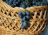 Woven basket with blue grapes