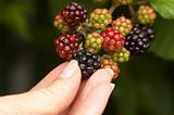 Woman hand pick off blackberry from bush