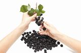 Woman hand cropping blackberry from bunch