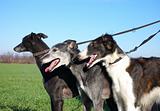 Hunting dogs in open field: two greyhounds and a borzoi