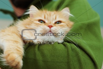 Red cat with green eyes on man hands