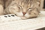 Pause at work: cat sleeping on keyboard