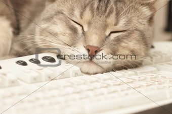 Pause at work: cat sleeping on keyboard