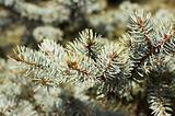Branches of blue spruce