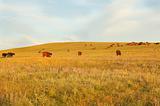Cows at farmland. Summer morning at field.