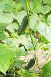 Gardening: fresh ripe cucumbers grows on netting