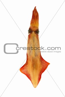 alive squid seafood isolated on white