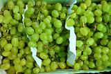 moscatel grape fruit clusters in market