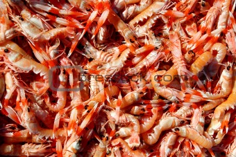 Crayfish Nephrops Norvegicus seafood market