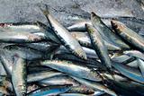 Sardine fresh fish seafood on ice sea market