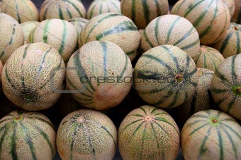 Cantaloupe rock melon muskmelon spanspek