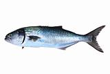 Bluefish fish Pomatomus Saltatrix isolated