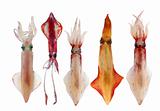 Squid Loligo vulgaris in a row seafood