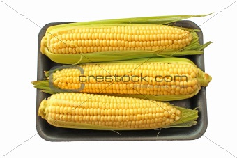 Corn cob sweetcorn