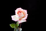 Pink Rose Isolated On white