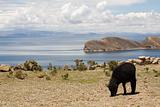 Sheep on Isla del Sol - Titicaca