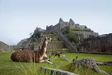 Machu Picchu Llamas