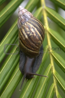 Snail on Leaf