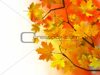 Autumn leaves, very shallow focus.