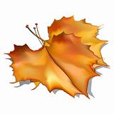 Autumn vector maple leaf