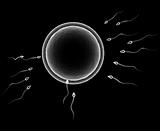 sperm cells