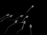 sperm competition