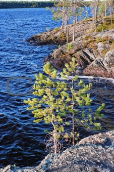 Small pines on stone coast 