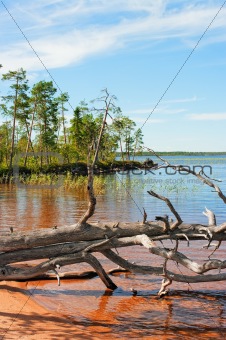 Dry tree  on lake