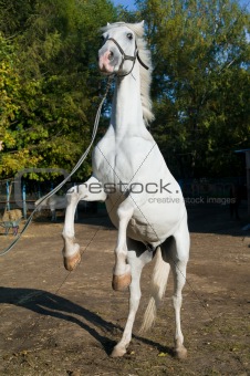 Rearing horse