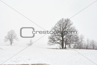 snowy winter landscape with tree