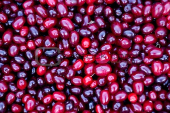 The fruits of Cornelian cherries
