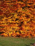 Autumnal beech tree