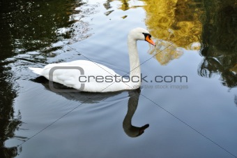 White swan in autumn pond