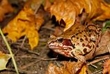 Meadows frog in the woods in autumn (II)