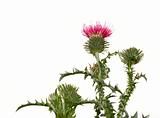 Thistle flower on the plant isolated