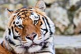 Tigers face
