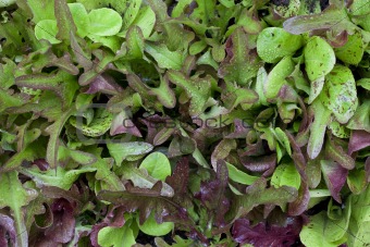 baby lettuce background
