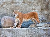 The Lynx against a concrete wall