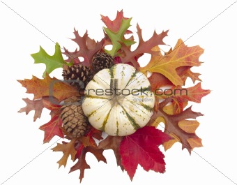 Miniature white pumpkin on bed of autumn leaves