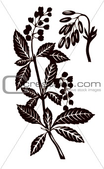 vector silhouette of the plant on white background