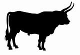 illustration of the oxen on white background
