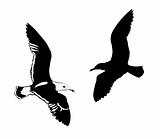 vector silhouettes flying birds on white background