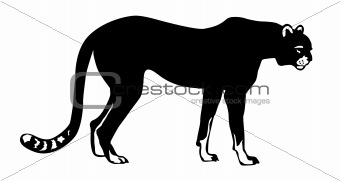 vector illustration of the asiatic cheeta on white background