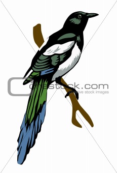 vector illustration magpie on white background