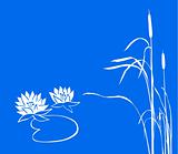 water lily and reed on  blue background. vector